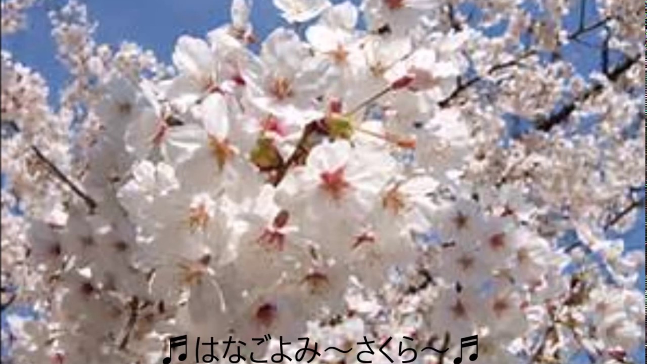 【和風BGM】 ♪はなごよみ～さくら～♪　～四ツ目神・使用BGM～　おとわび