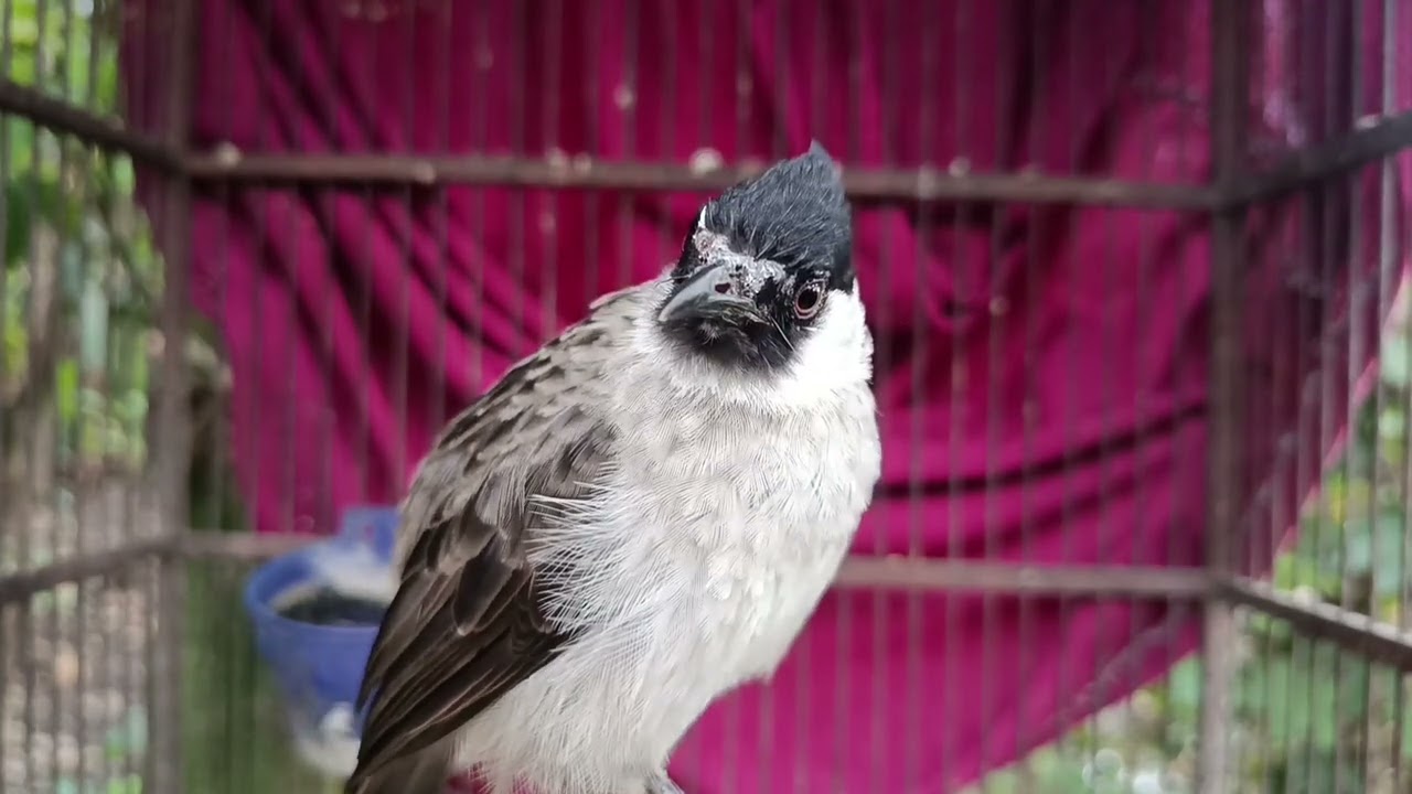 Masteran Burung kutilang~terapi santai