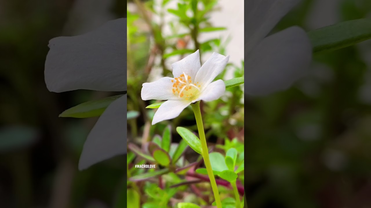 White Flower #white #flower #macro #photography #mobile #videography #nature #macrolove #shorts