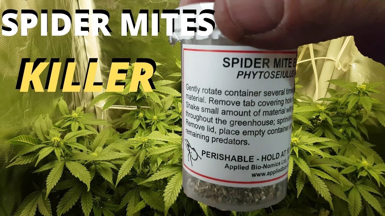 Predatory Mites for Cannabis  Phytoseiulus