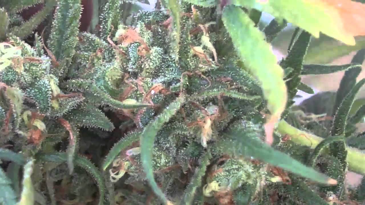 Blue Dream Harvest