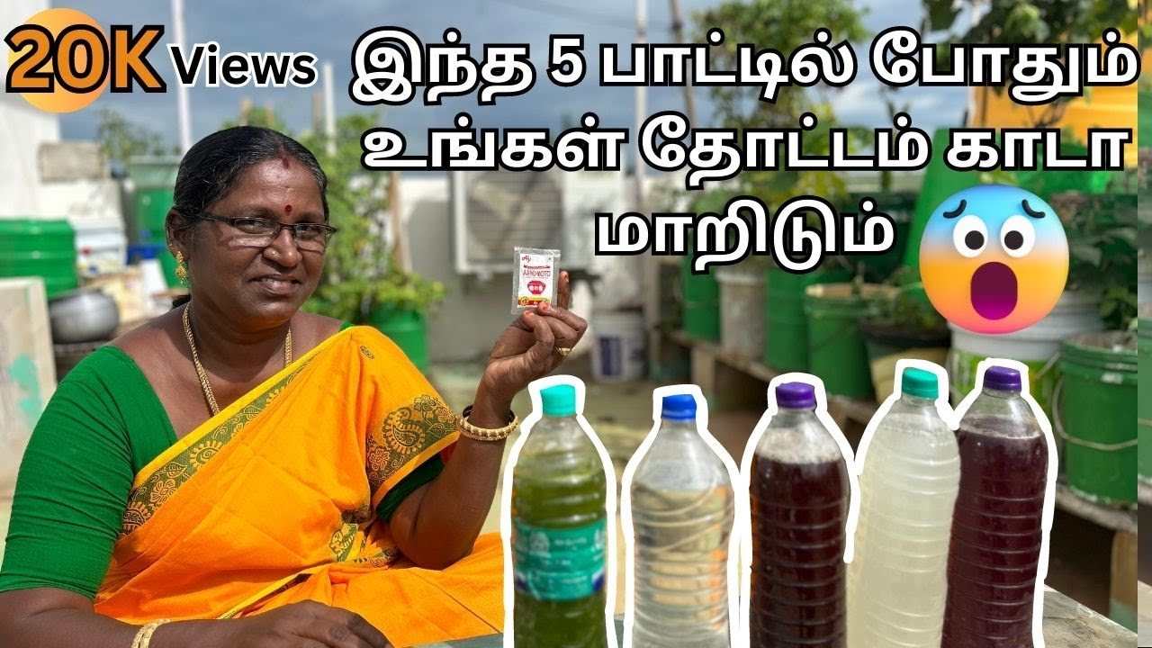 Maadi Thottam  🤔 5 பாட்டில் போதும் உங்கள் தோட்டம் காடா மாறிடும் 😱 #maadithottam #garden #thottam