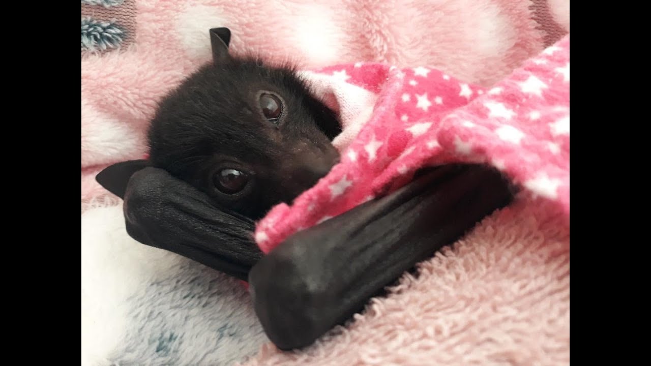 Lily The Bat Being Adorable . The Best Yawn Noises .