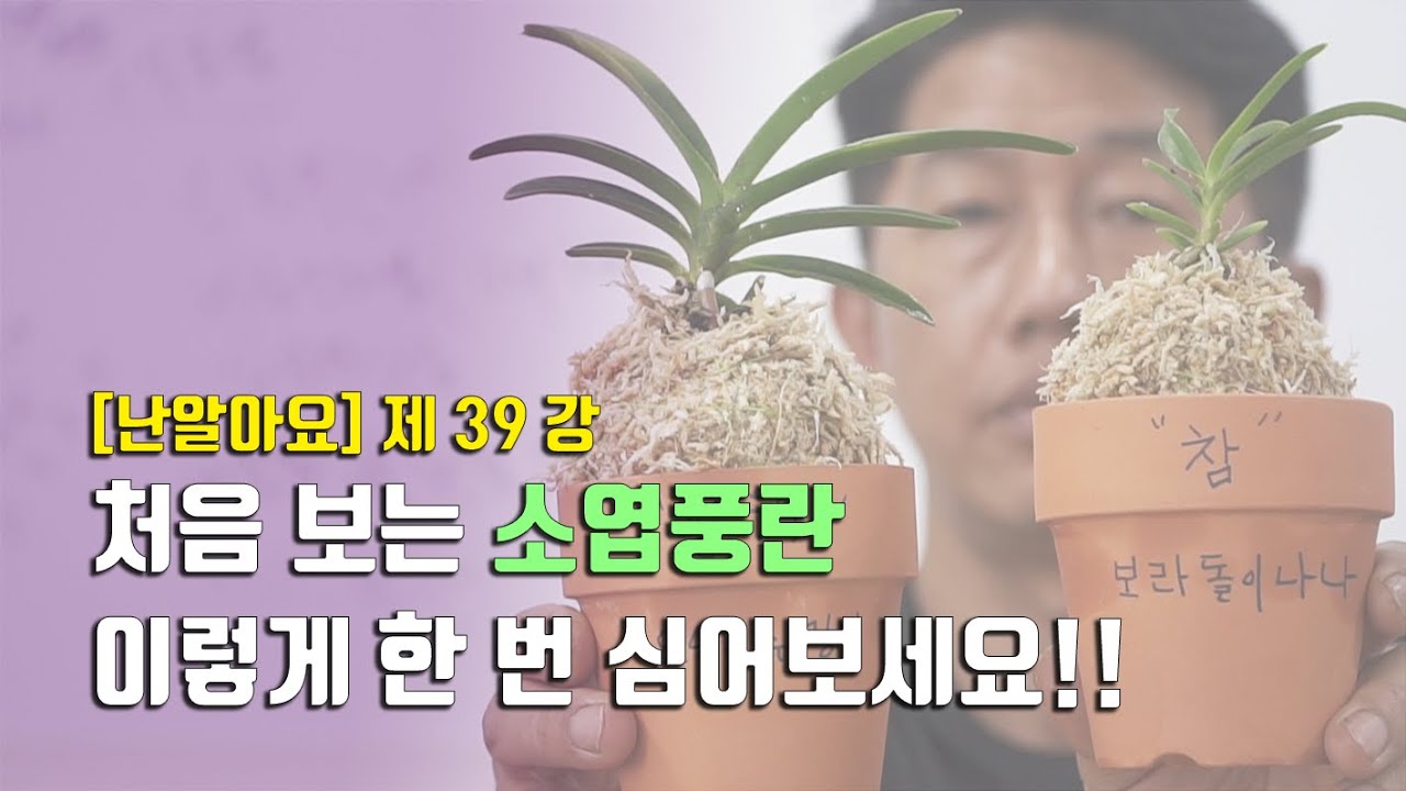 인기폭발 소엽풍란 교배종!! 어떻게 심고, 어떻게 키워야 할까요?? 공동심기 쉽게 하는 법 - '난 알아요' 제 39강