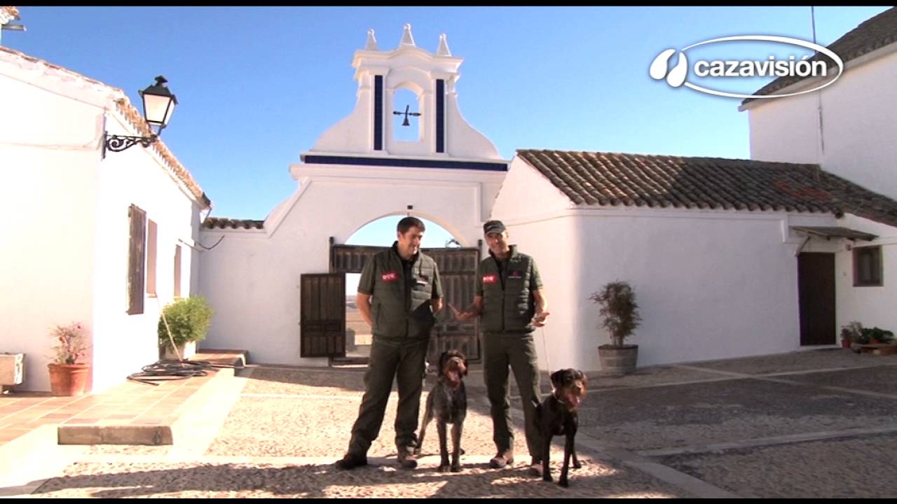 Curso de adiestramiento. Cap 3:Las bases del control: la obediencia básica