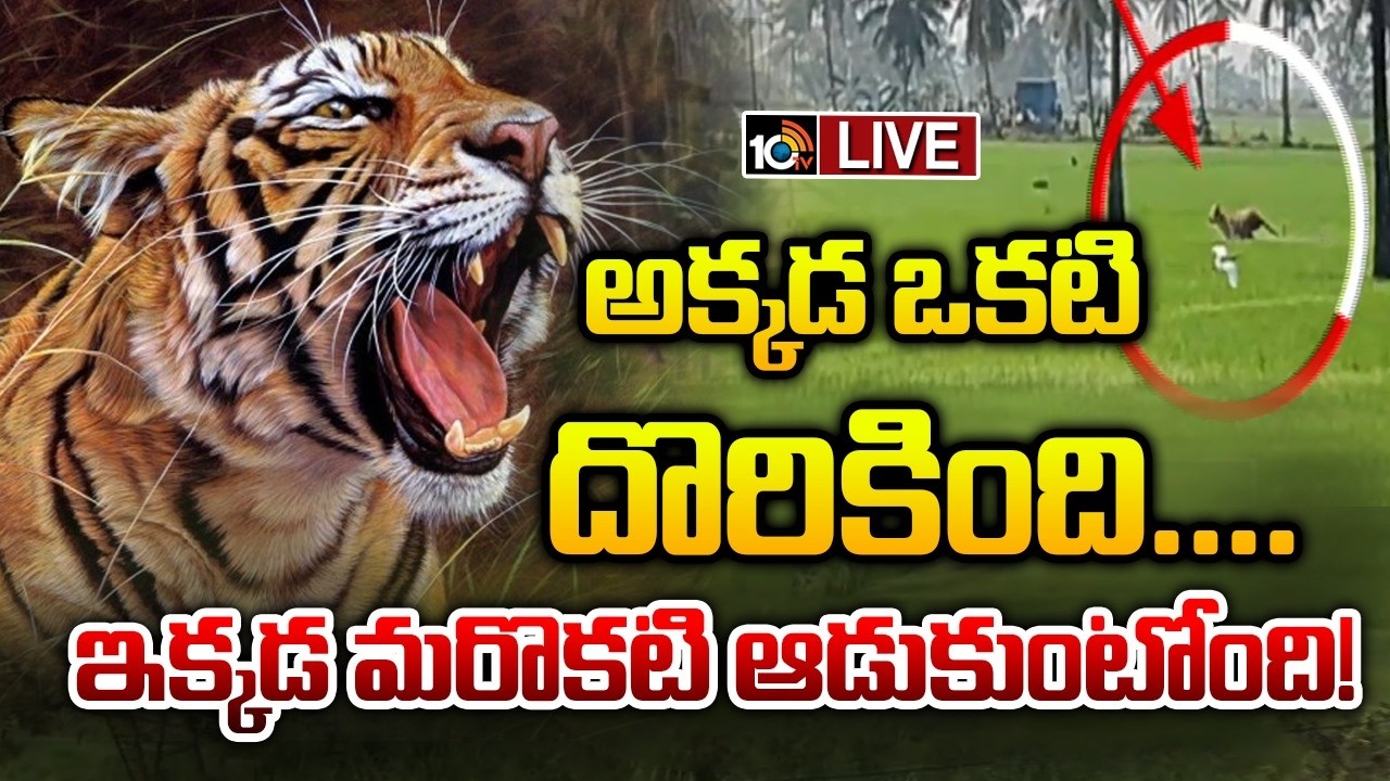 LIVE : Tiger Spotted In Jangaon | జనగామ షేర్ ఖాన్.. చిక్కడు.. దొరకడు.. | 10TV News