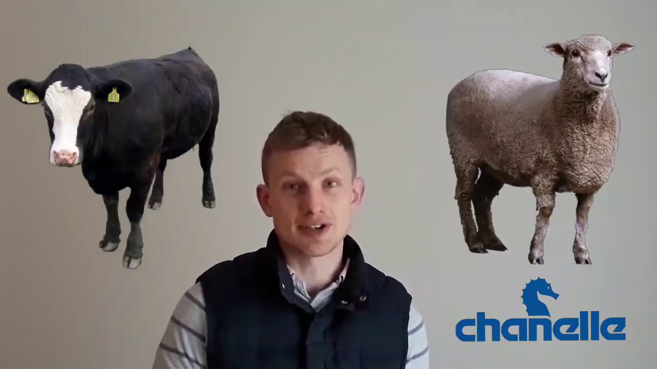 #SixtySecondSolutions - The basics of liver fluke in sheep