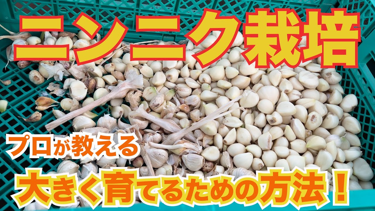 家庭菜園や農園で絶対作りたいニンニク栽培！プロがポイントを徹底解説！