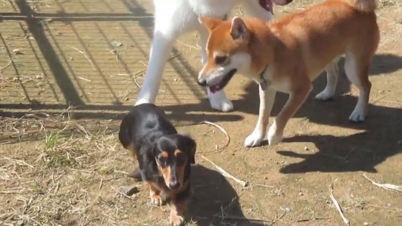 柴犬　トラ　ドッグランで遊ぶ！！　道の駅　むなかた　柴犬ファミリー　編　@takachannel.campingcar