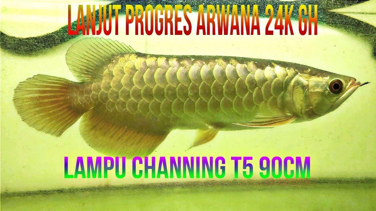 Lampu Soft Tanning Merek Channing 24k size ± 90cm ( PART 1 )