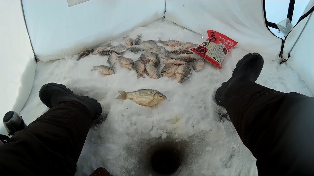 РАЗДАЧА ЗИМНЕГО КАРАСЯ !!! ЯПОНСКАЯ МАСТЫРКА .HERABUNA.