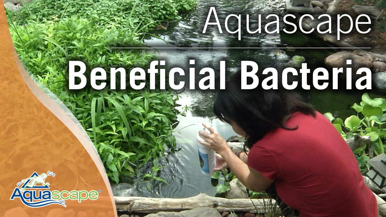 Crystal Clear Pond Water with Aquascape Beneficial Bacteria