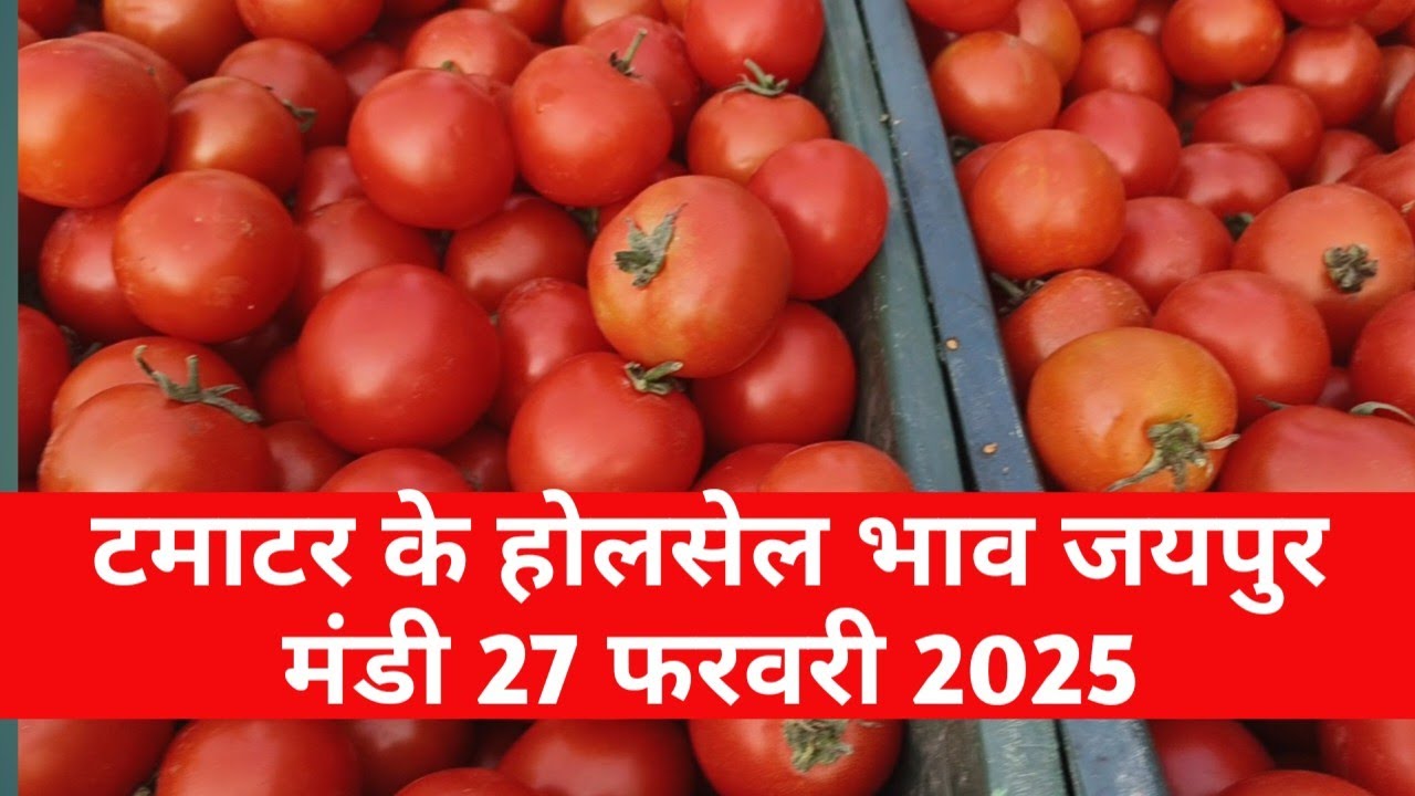 27 फरवरी 2026 टमाटर का होलसेल भाव जयपुर मुहाना मंडी / टमाटर का ताजा भाव / jaipur mandi bhav 