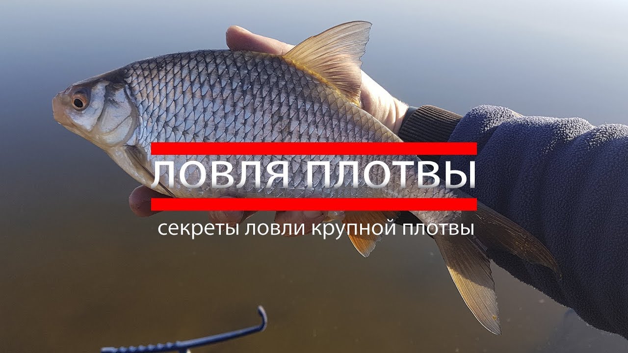Cекреты ловли крупной плотвы