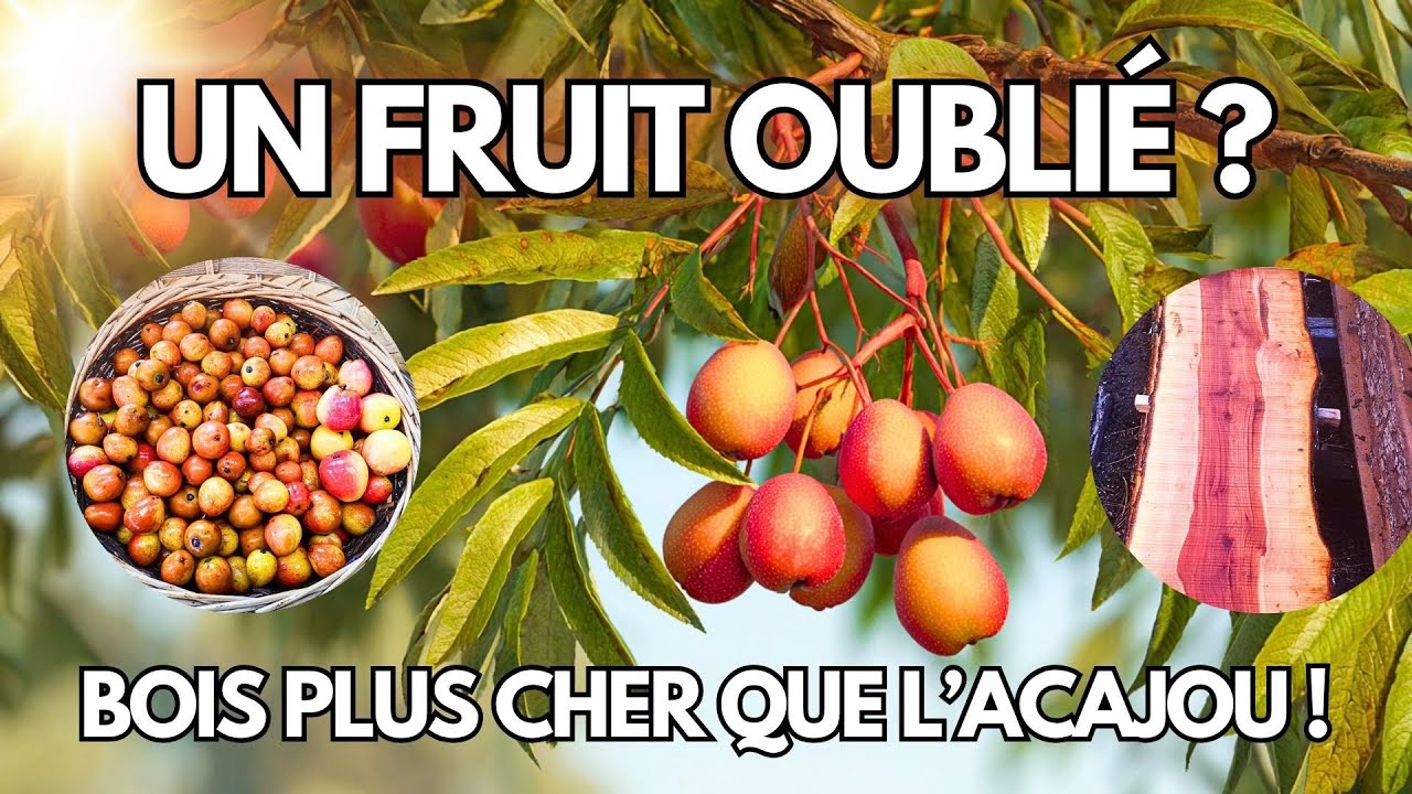 Ce fruit était un trésor il y a 2000 ans…