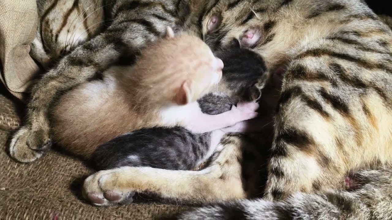 Day-5 Kitten's drinking milk | How  5 days old kittens look like | #kittens #catlife #viralcats