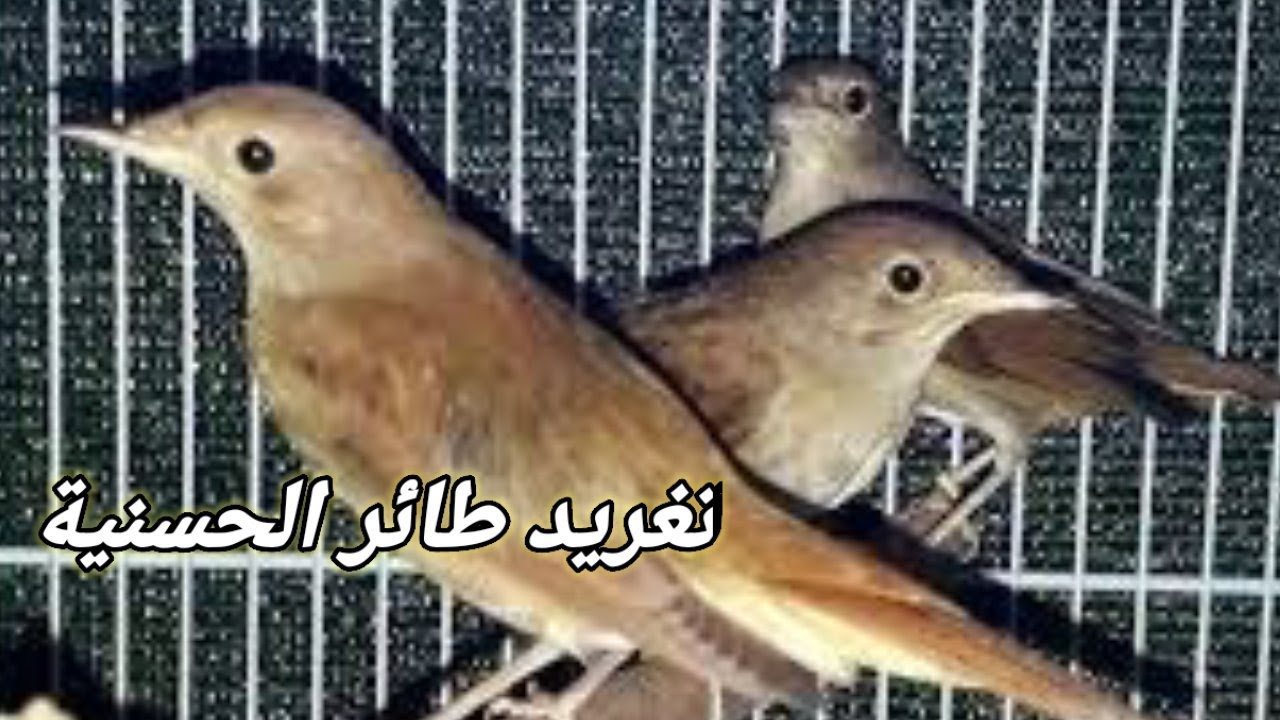 طائر العندليب الممتع بأدائه               Nightingale tweeting