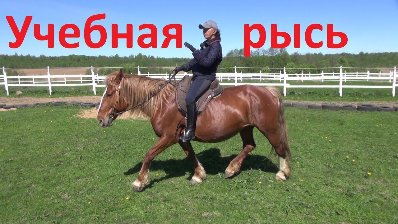 Учебная рысь. Немного 