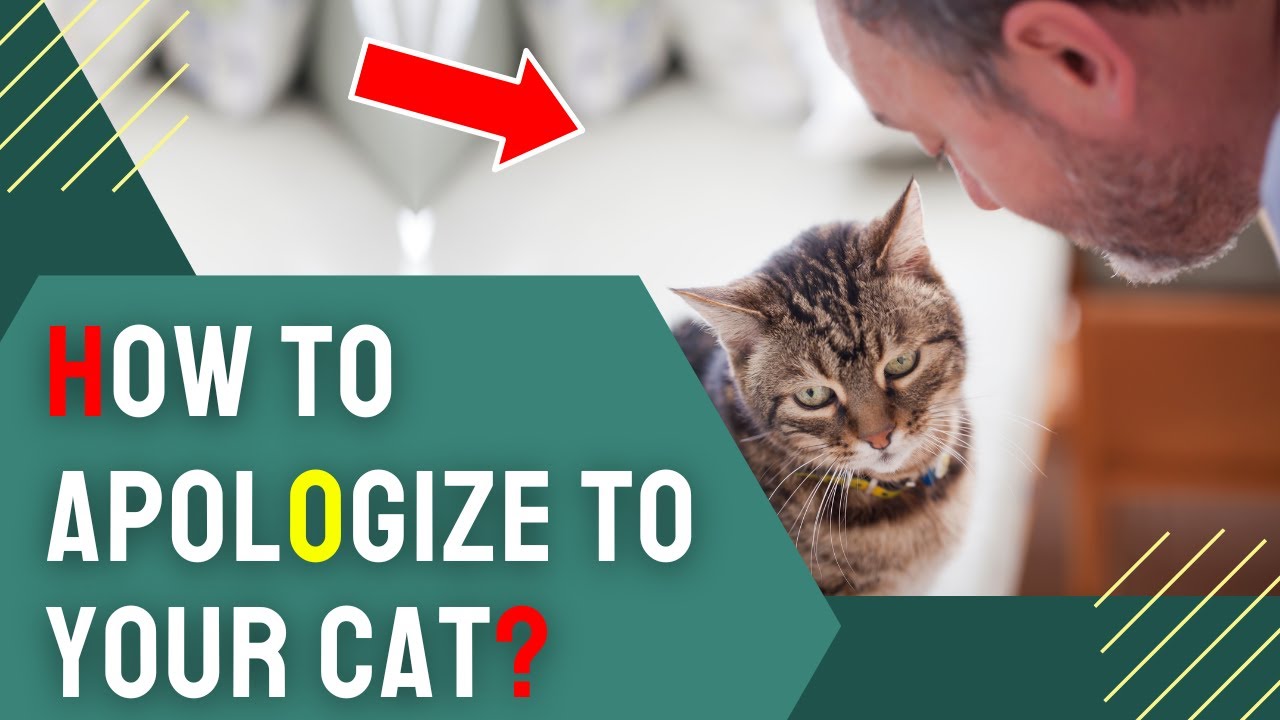 How to Apologize to Your Cat? Heartfelt Ways to Show You&rsquo;re Sorry