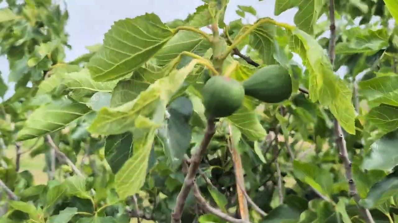 Mowing the Fig Orchard and Breba Progress