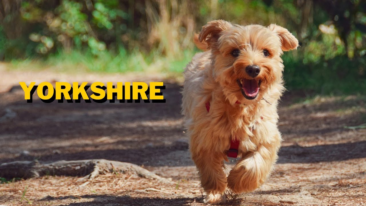 YORKSHIRE - DIVERTIDOS E ENÉRGICOS! VOCÊ VAI DAR MUITA RISADA COM ESSAS FOFURAS! |Animais Fofos