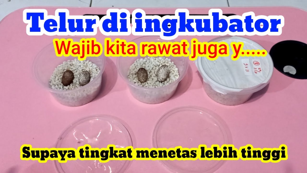 TELUR YANG DI INGKUBASI,WAJIB KITA RAWAT JUGA,SUPAYA MENINGKATKAN TINGKAT MENETAS TELUR GECKO.