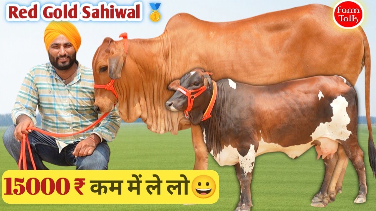 15 हज़ार ₹ कम में गाय लेनी है तो ये देखो 👌 Pure Sahiwal Rathi Gir Cow ✨ सरदार जसविंदर सिंह की गाय 