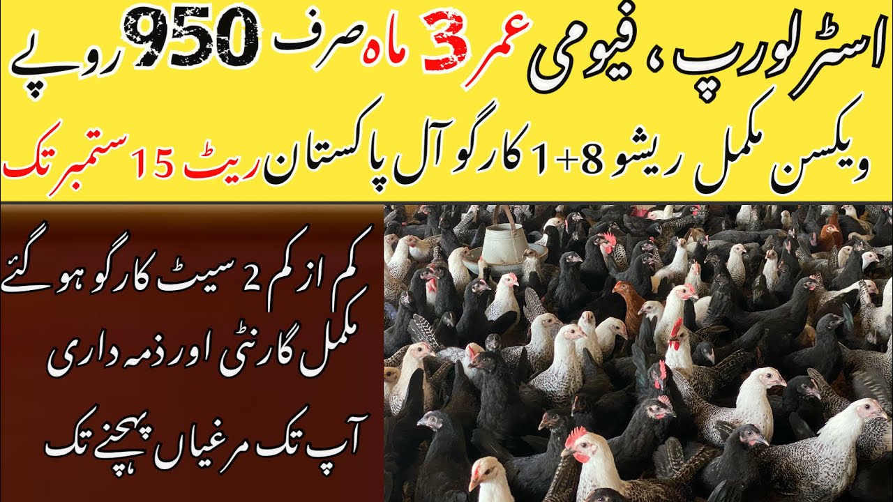 Black Australorp and Egyptian Fayoumi