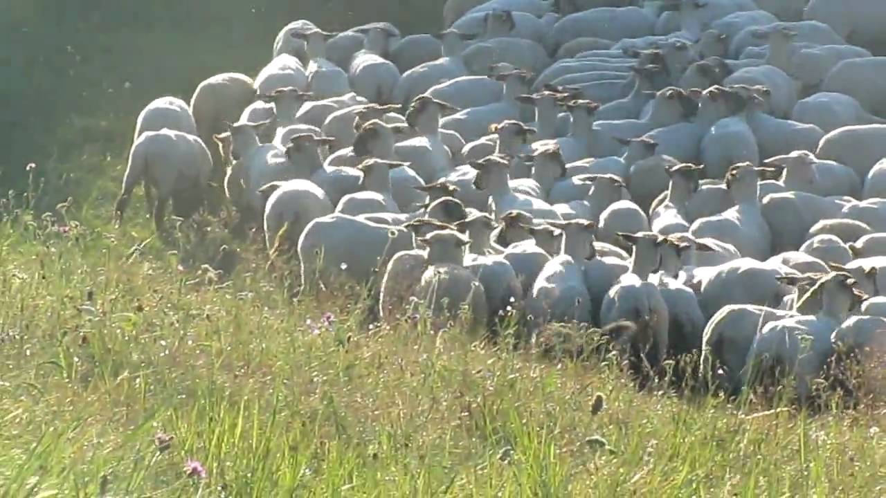 Herding: Australian Shepherd Chaplin & Flame - Schafe h&uuml;ten (1)