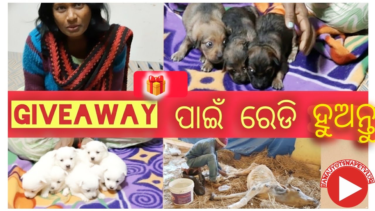 ନନ୍ଦୀ  ଗୋସେବା ସଂସ୍ଥା ରୁ ଆସିଥିବା dog puppy ଏବେ ସୁସ୍ଥ //pug breed in Odisha 