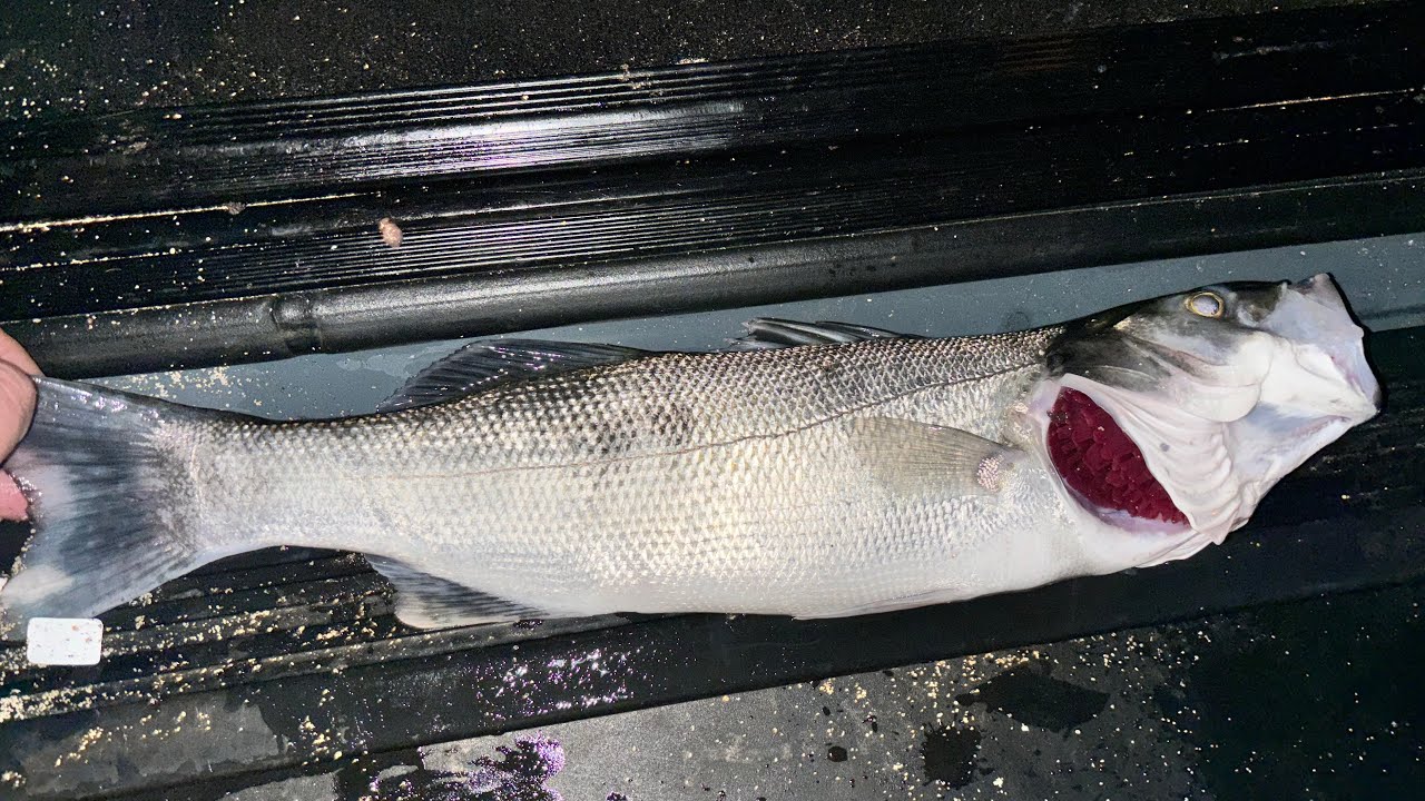 SURFCASTING: alla ricerca della Spigola nello Ionio