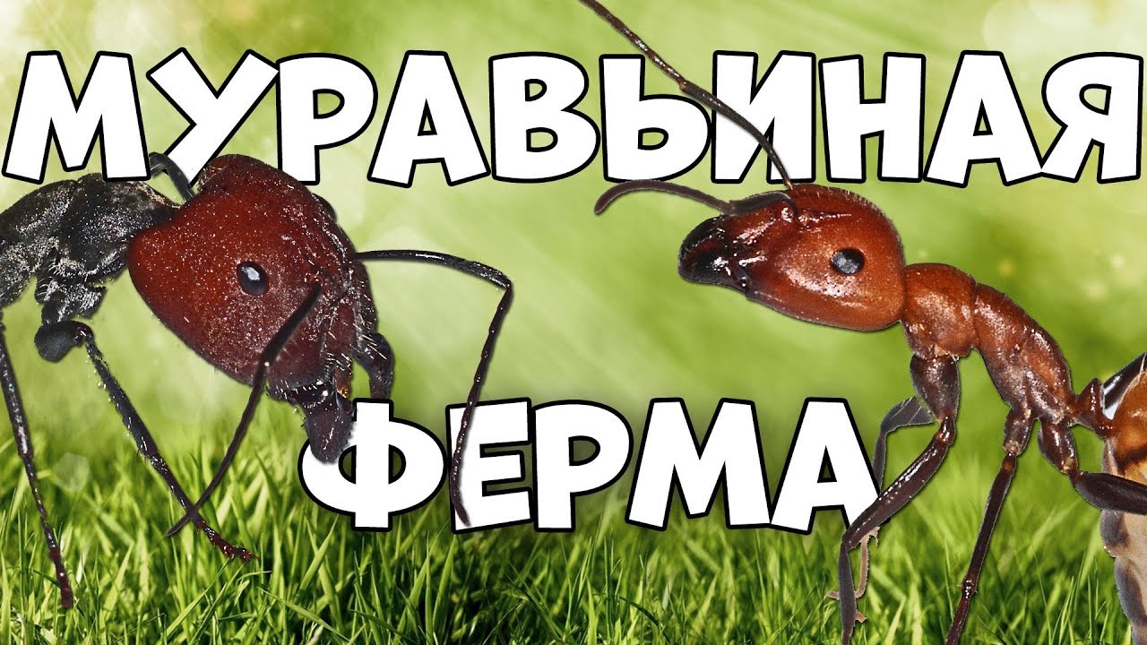 Муравьиная ферма