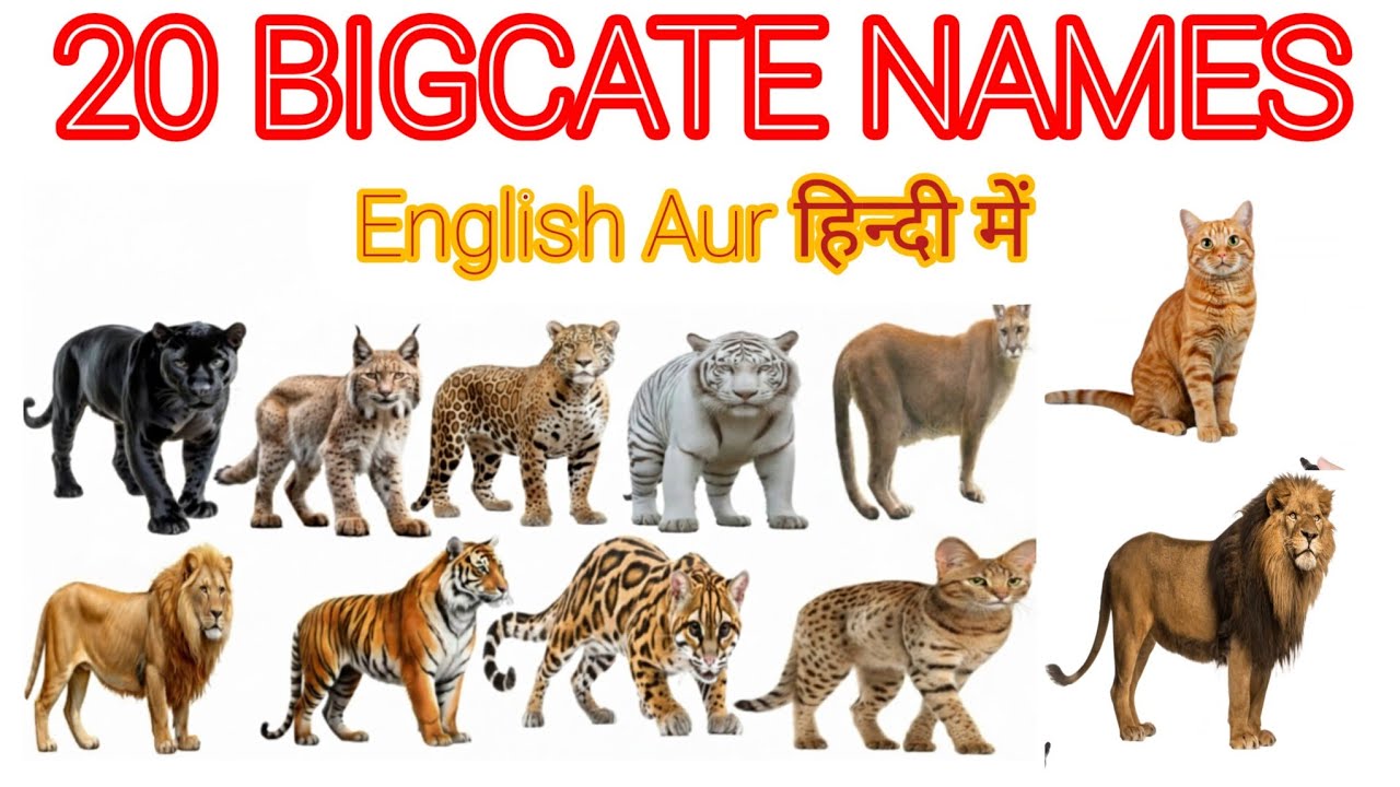 20 Big cats name hindi english| Wild Animals for kids | Big cats learning video | preschool video 