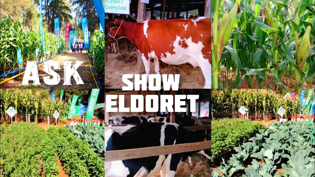 Agricultural SHOW in ELDORET KENYA 🇰🇪Eldoret Showground#dairy #poultry #maize.East Africa🌍 Part 1