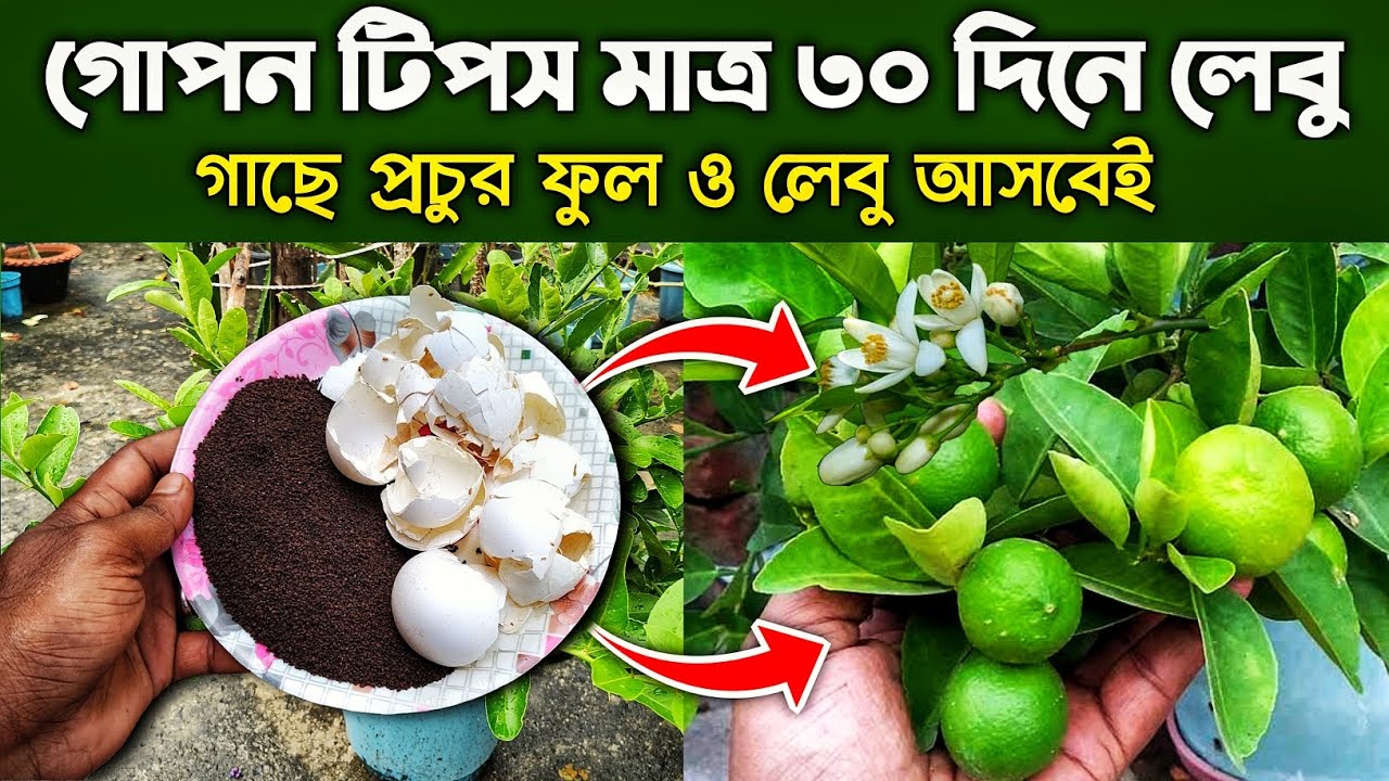 গোপন টিপস মাত্র  ৩০ দিনে লেবু গাছে প্রচুর পরিমাণে ফুল ও লেবু আসবেই। গুটি ঝরা বন্ধ হবে সহজে