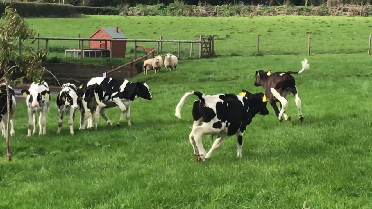 Dean Farm Trust ten calves