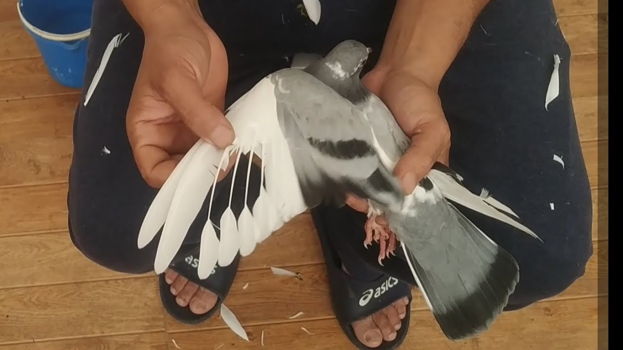 كيف العادة إفادة  تكتيفة سانك سانك