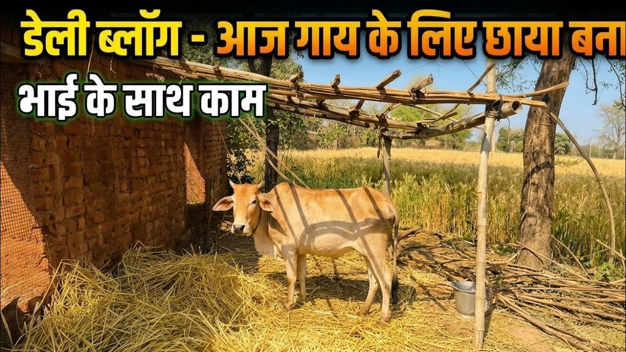 : गर्मी से बचाने के लिए बनाई गाय के लिए छाया! भाइयों का प्यार ❤️