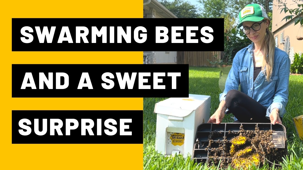 Swarming Bees and a Sweet Surprise