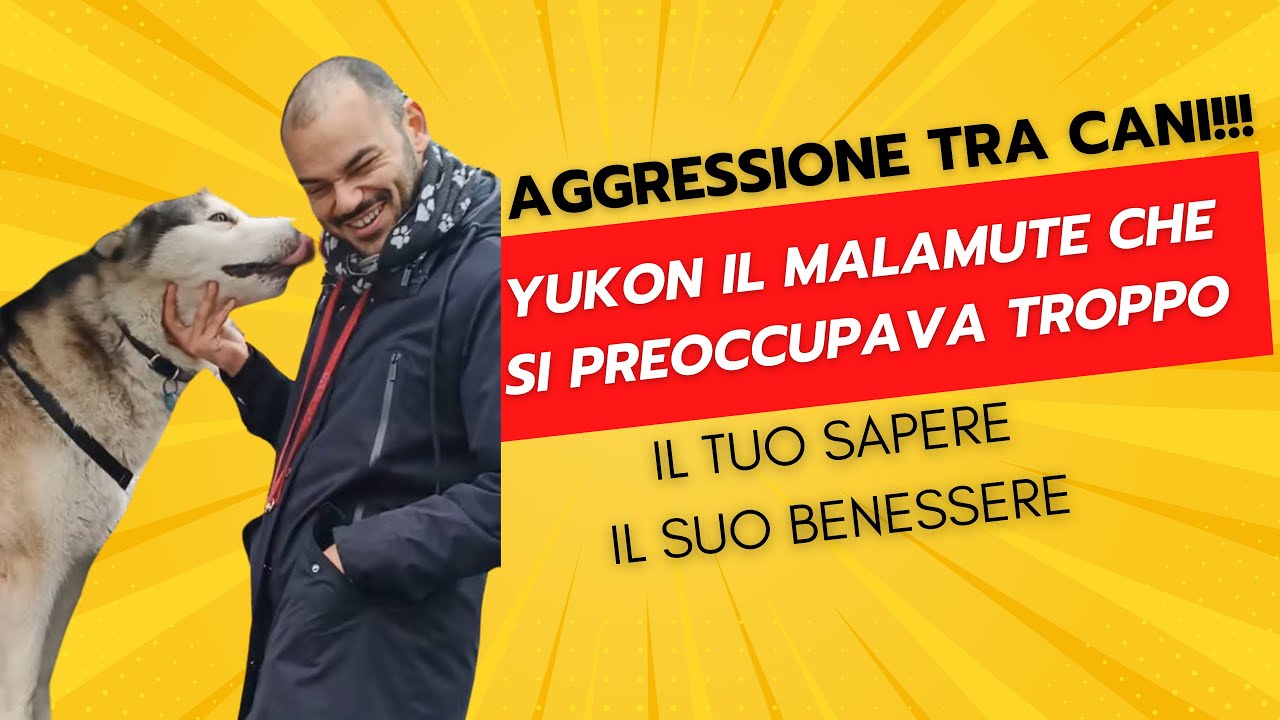 Cane aggressivo con altri cani - Yukon, il Malamute che si preoccupa troppo!