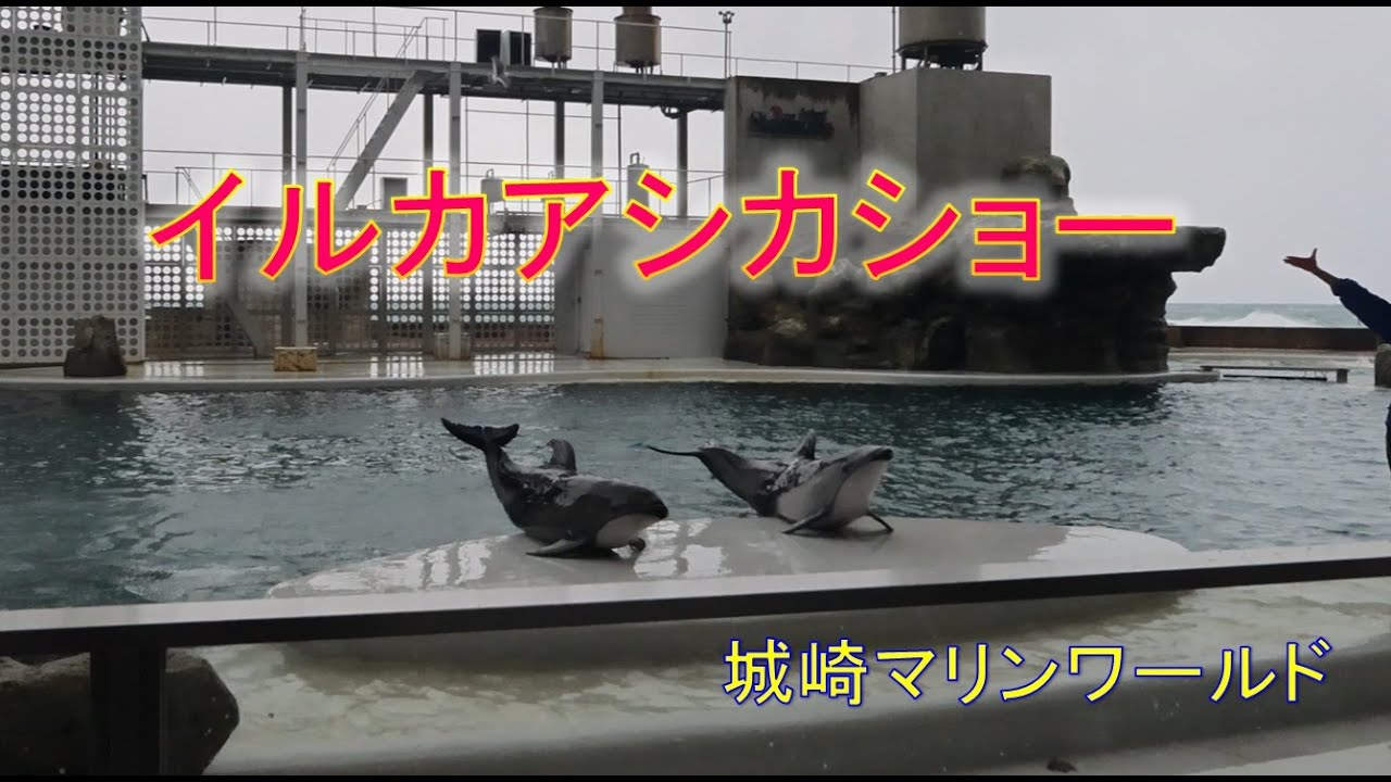 イルカアシカショー全貌（城崎マリンワールド）