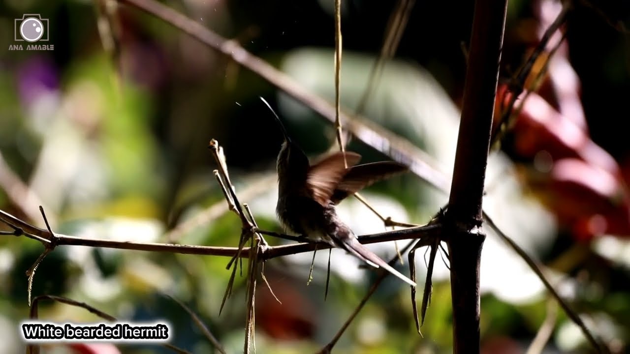White bearded hermit
