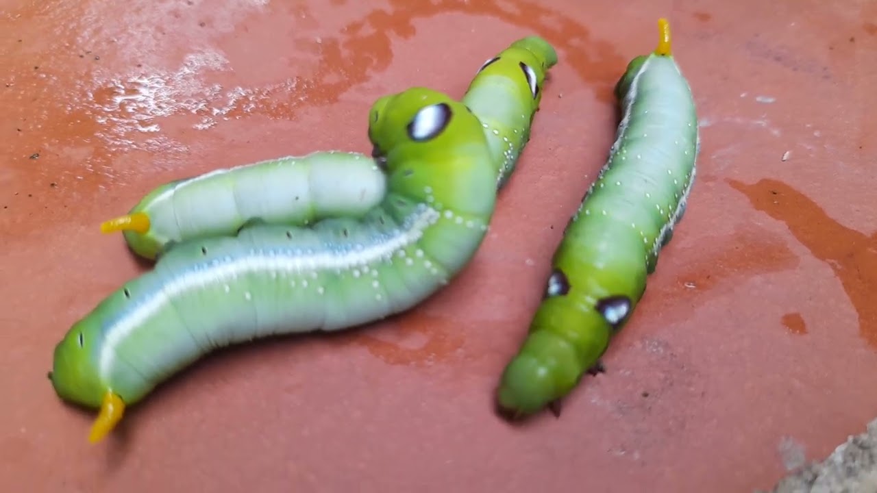 ដង្កូវធំៗច្រើនណាស់ Lots of big blue worms.