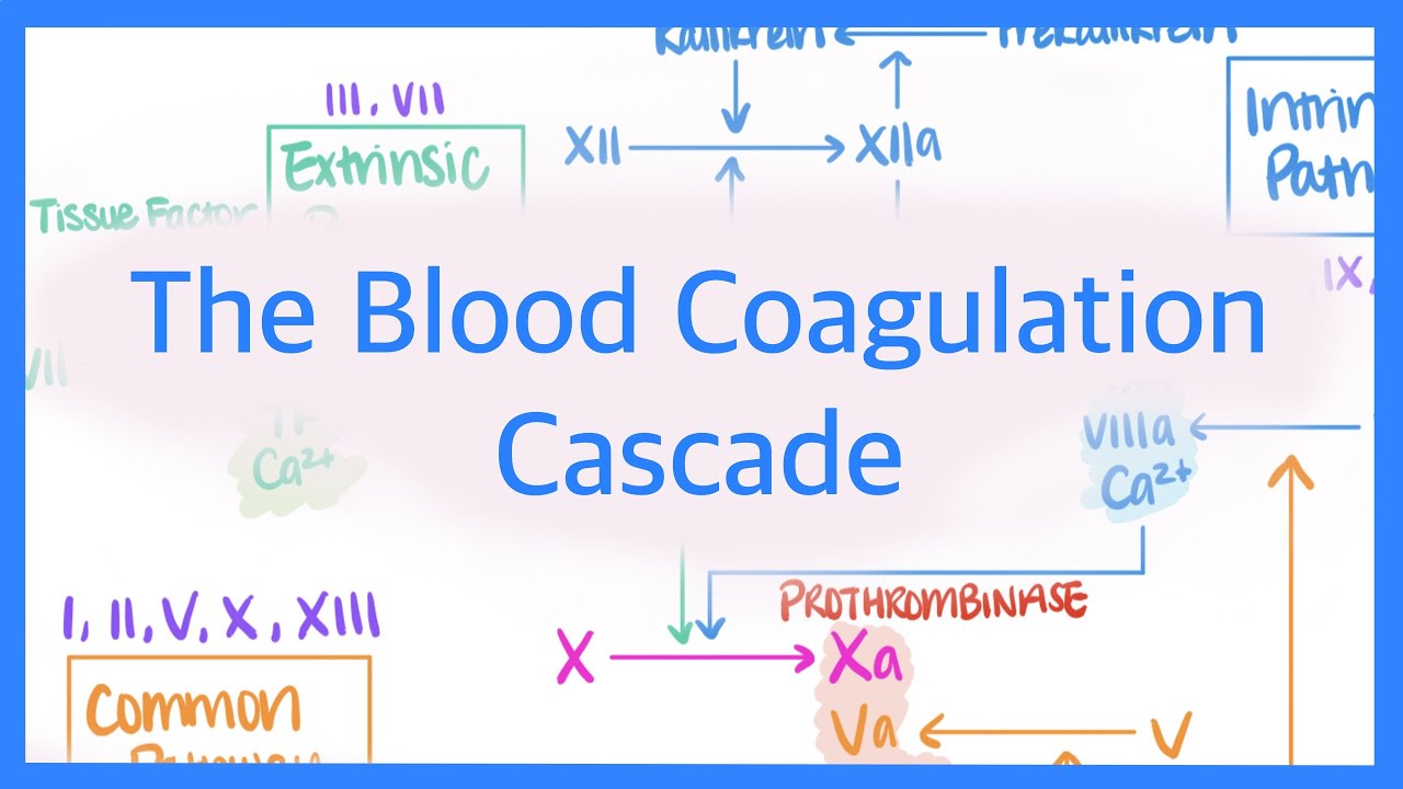 The Blood Coagulation Cascade: Intrinsic, Extrinsic, & Common Pathways