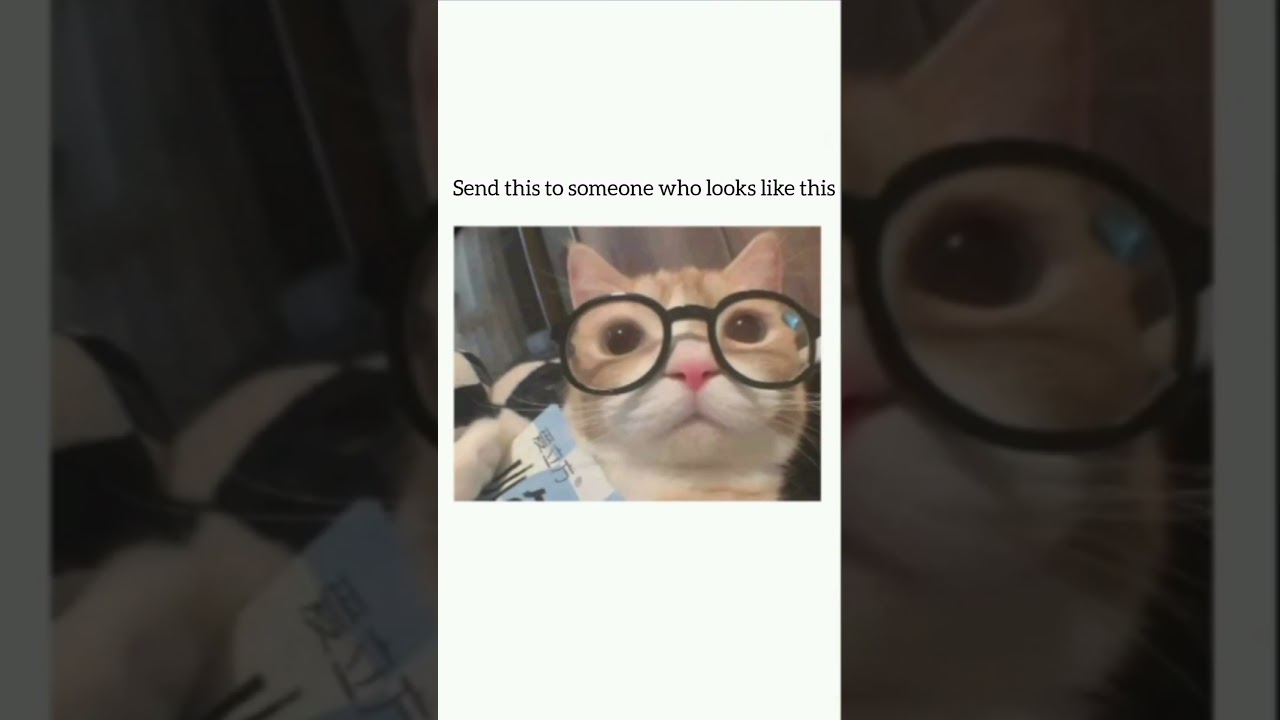 Send it! 🤭 #cats #relatable #catmemes #meowmemes #funny #cute #nerd #glasses