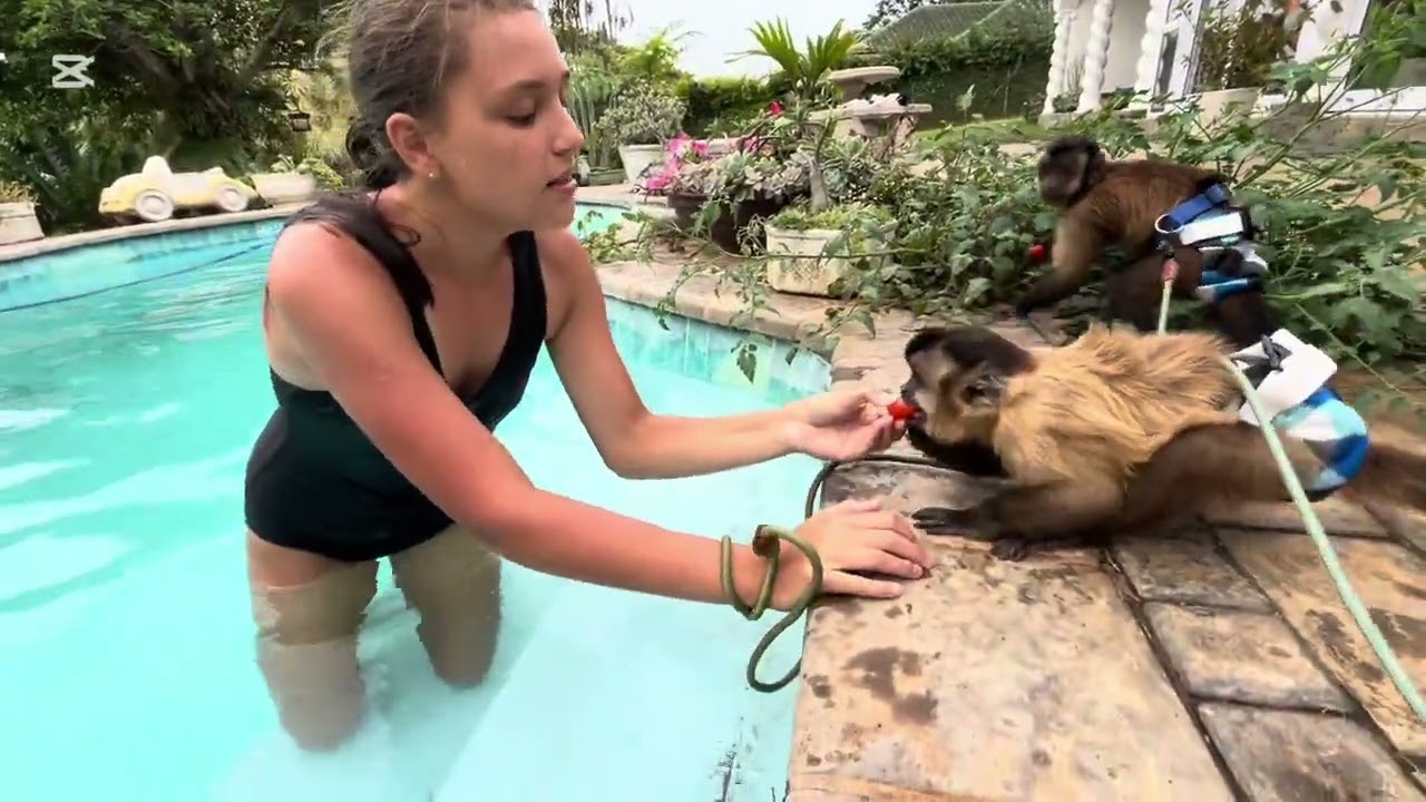 Colby & Gollie by the pool 