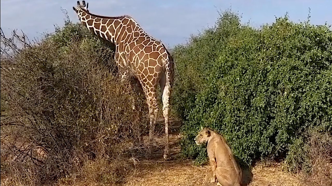 Lioness creeps up to a giraffe and doesn't know what to do next