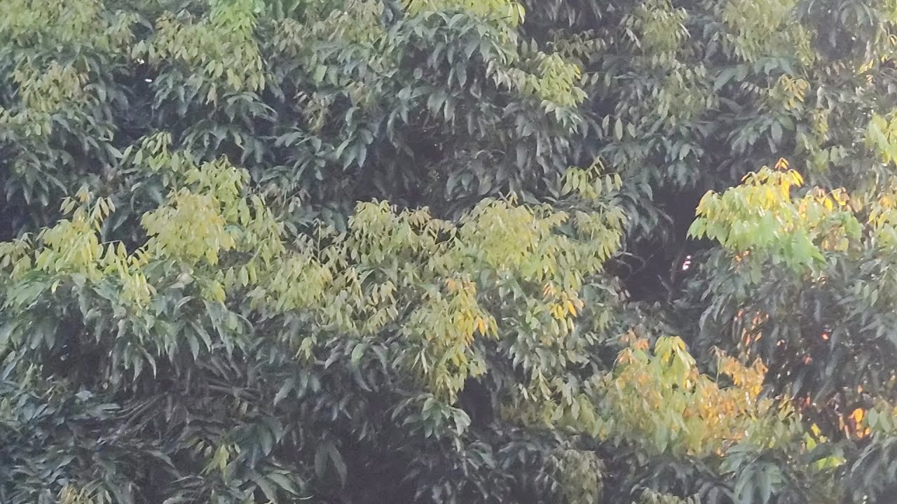 কীটনাশক ব্যবহার না করেও আমার লিচু গাছের নতুন পাতার অবস্থা ও কিছু আগাম পরামর্শ।২১.১১.২০২৫।