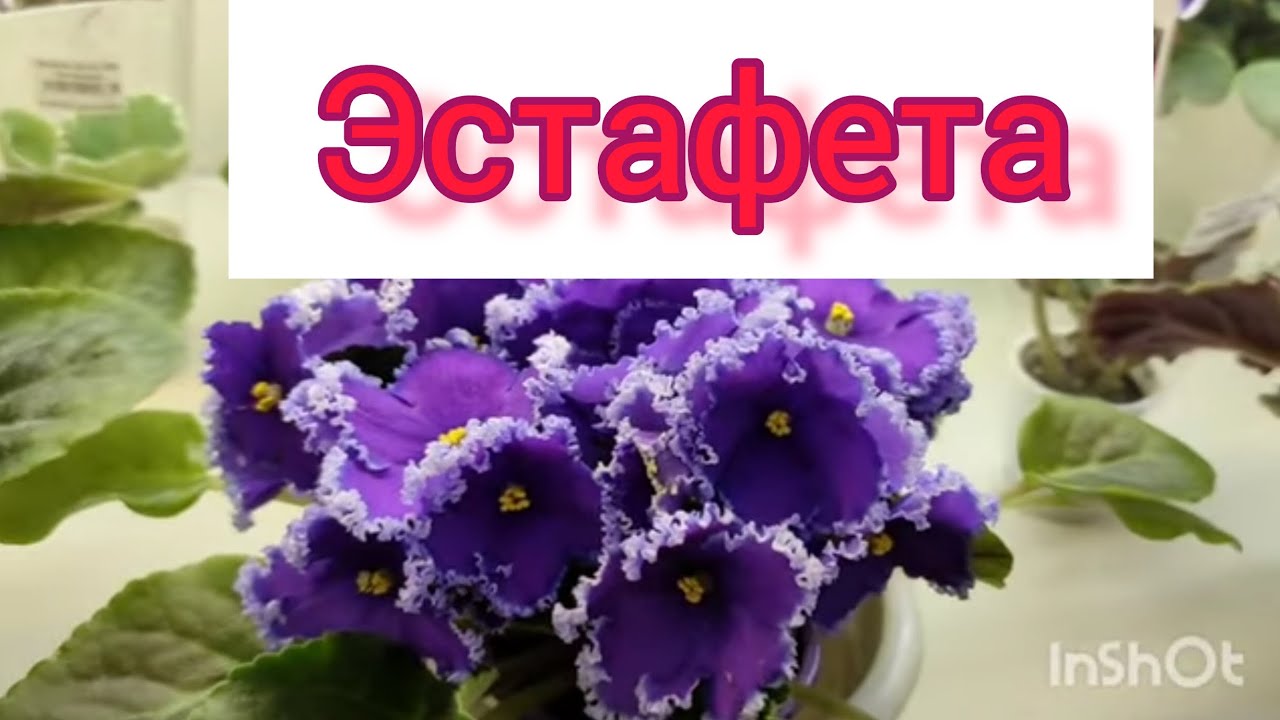 Принимаю эстафету. Спасибо друзья👭👬👫 за возможность поучаствовать! Передаю дальше.