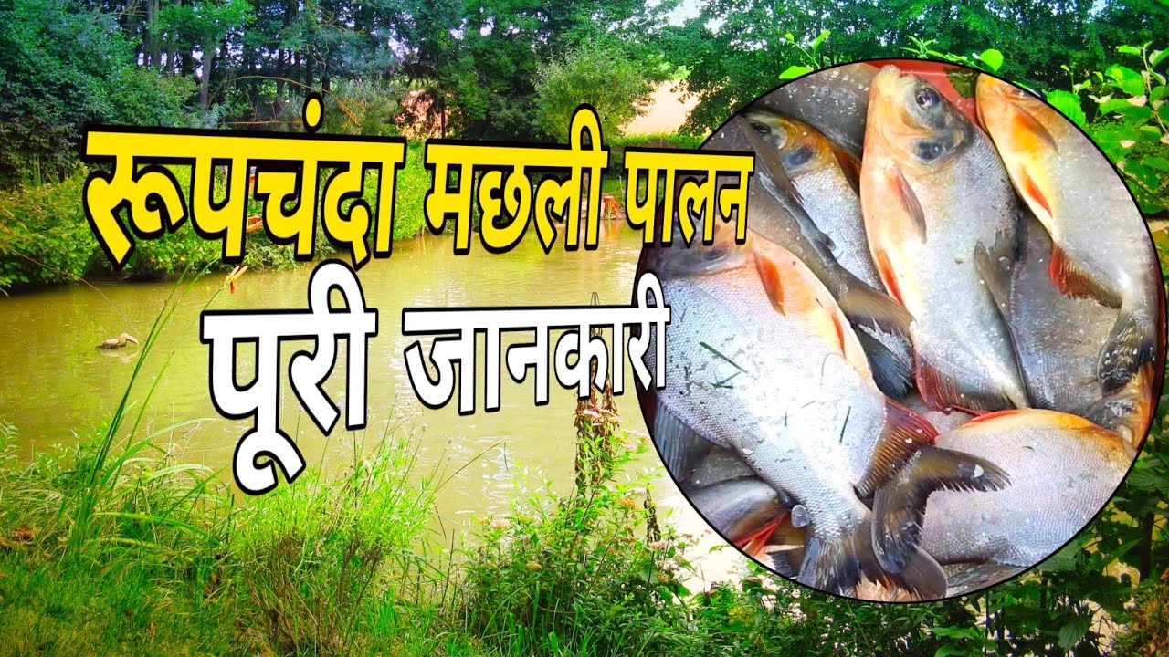 रूपचंदा मछली पालन की सच्चाई||Roopchanda fish farming business||roopchanda ka palan kaise karein